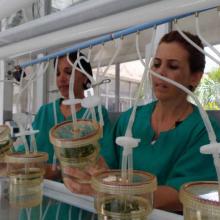 A Fidel se debe la creación del Instituto de Biotecnología de las Plantas. Foto: Del autor