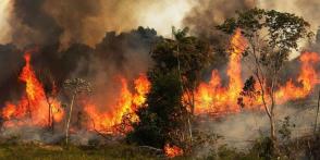 Los incendios en la Amazonía ha sido una de las noticias más comentadas en estos últimos días a nivel internacional, por tratarse de una de las reservas naturales más importantes a nivel mundial y producir el 20 % del oxígeno que respiramos. Foto: NASA Los incendios en la Amazonía ha sido una de las noticias más comentadas en estos últimos días a nivel internacional, por tratarse de una de las reservas naturales más importantes a nivel mundial y producir el 20 % del oxígeno que respiramos. Foto: NASA