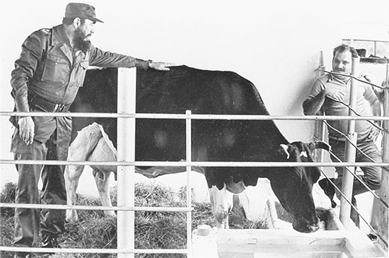 Fidel junto a Ubre Blanca, un ícono de la ganadería cubana